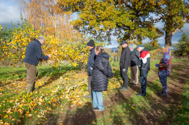 Group of participants listening to Michael as he explains the age and the variety of apple tree he's standing by,